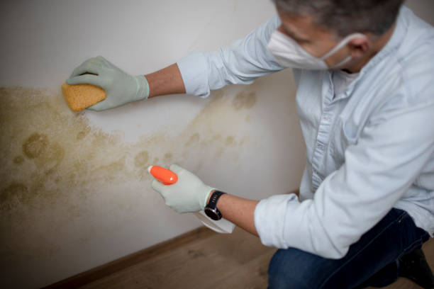 Best Mold Inspection  in Petersburg, IN