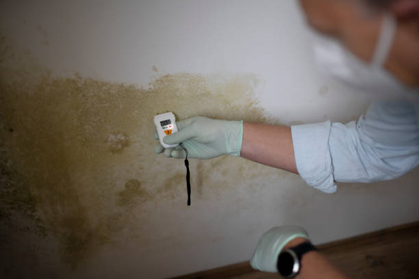 Best Local Mold Removal Service  in Petersburg, IN