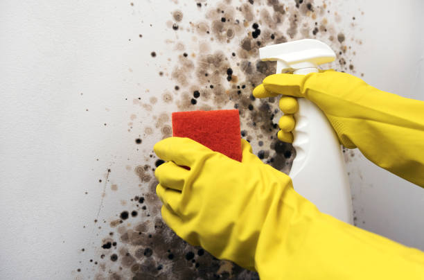 Best Mold Removal Near Me  in Petersburg, IN