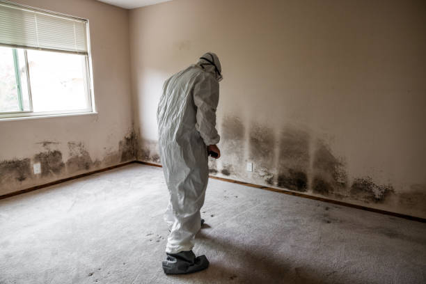 Best Fast Mold Removal  in Petersburg, IN