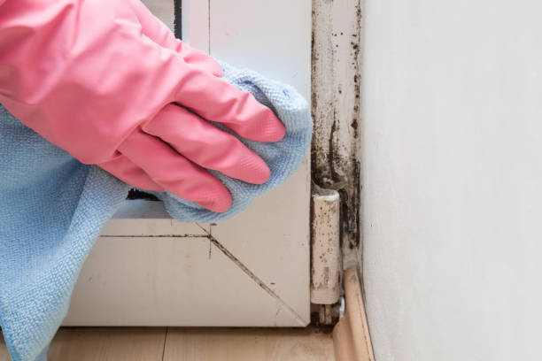 Best Professional Mold Removal  in Petersburg, IN