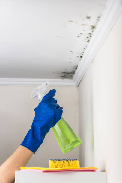 Crawl Space Mold Removal in Petersburg, IN